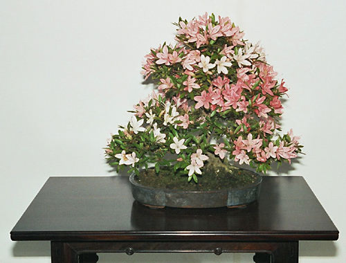 آزالیا بونسای